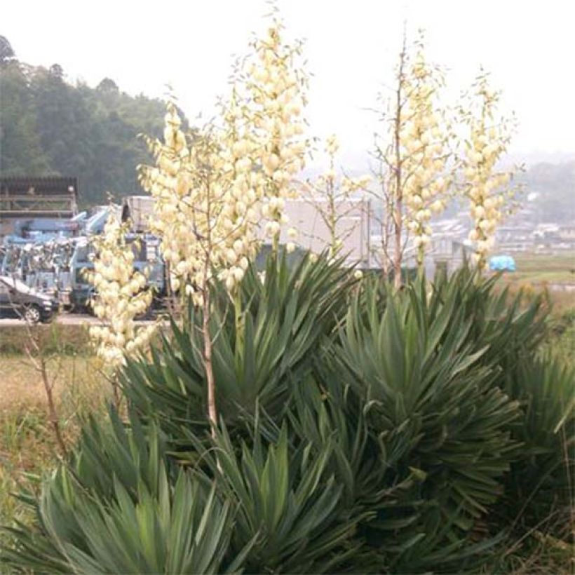 Yucca gloriosa - Kerzen-Palmlilie (Wuchs)