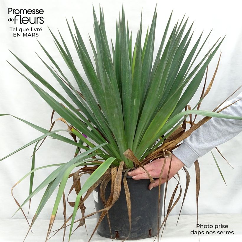 Exemplar von Yucca gloriosa - Kerzen-Palmlilie Topf mit 7,5L/10L wie im Frühjahr geliefert