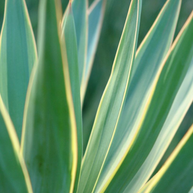 Yucca gloriosa Variegata - Kerzen-Palmlilie (Foliage)