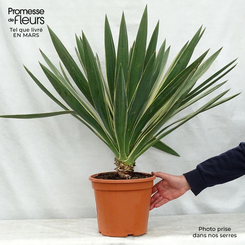 Example of Yucca gloriosa Variegata - Kerzen-Palmlilie Topf mit 4L/5L as you get in printemps