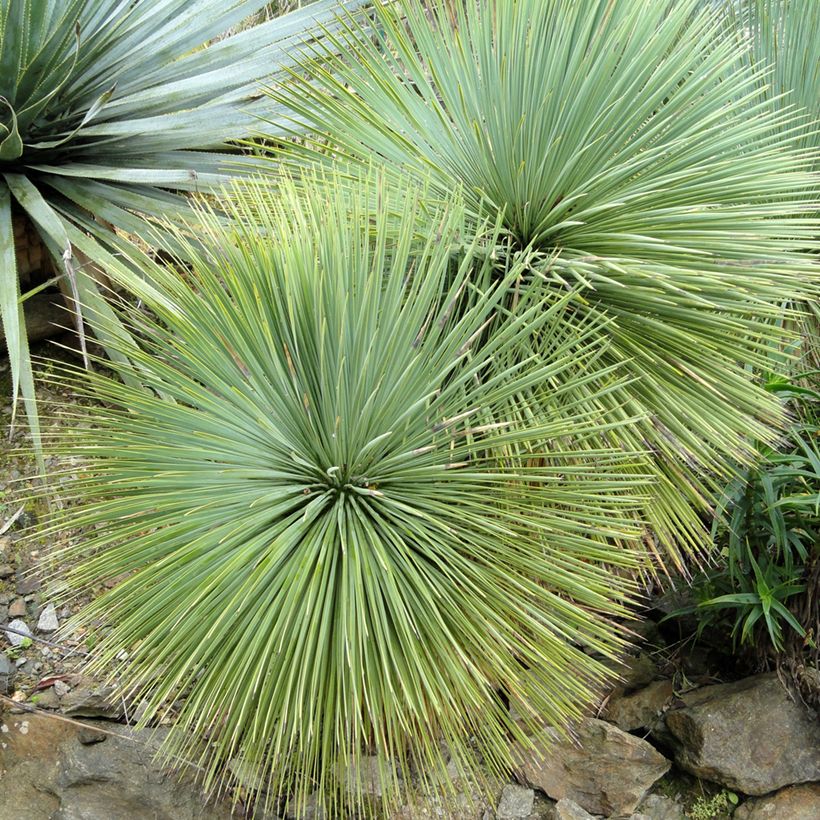 Yucca linearifolia - Schmalblättrige Yucca (Foliage)