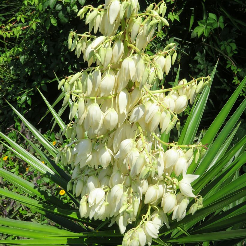 Yucca pallida (Flowering)
