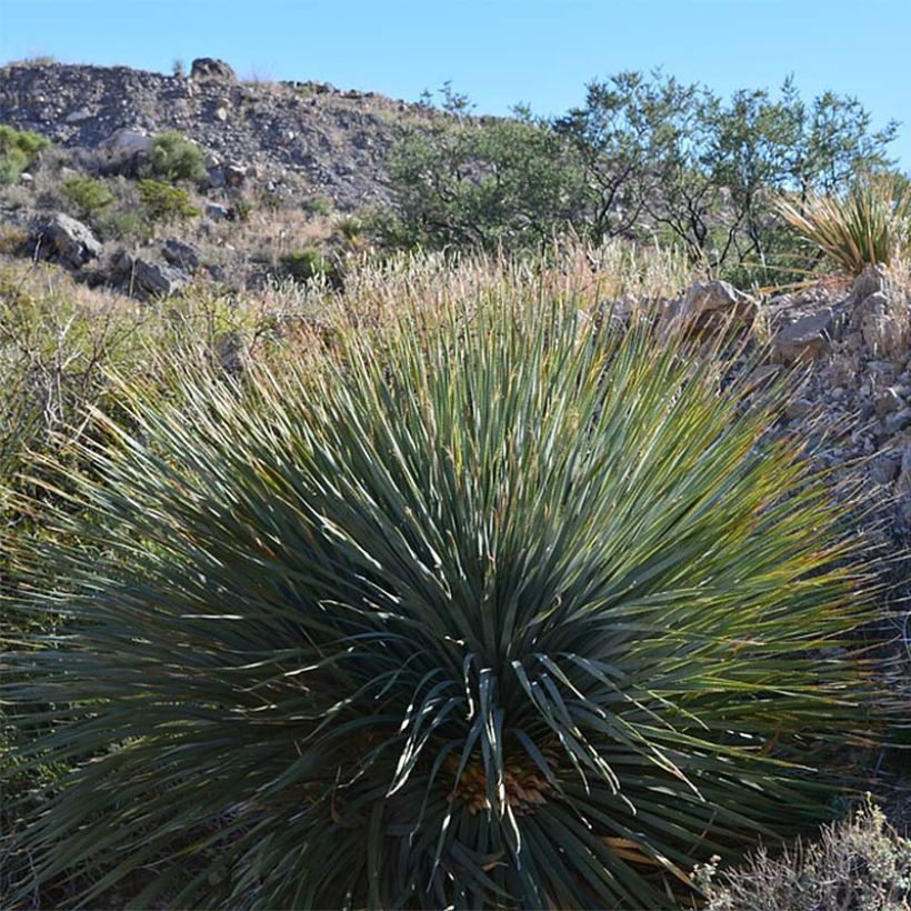 Yucca rigida - Starre Palmlilie (Wuchs)