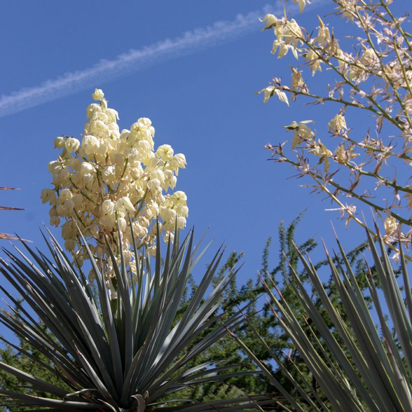 Yucca rigida Blue Sentry - Starre Palmlilie (Blüte)