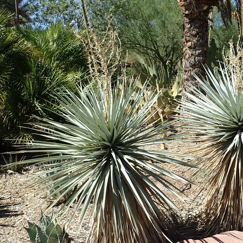 Yucca rigida Blue Sentry - Starre Palmlilie (Wuchs)