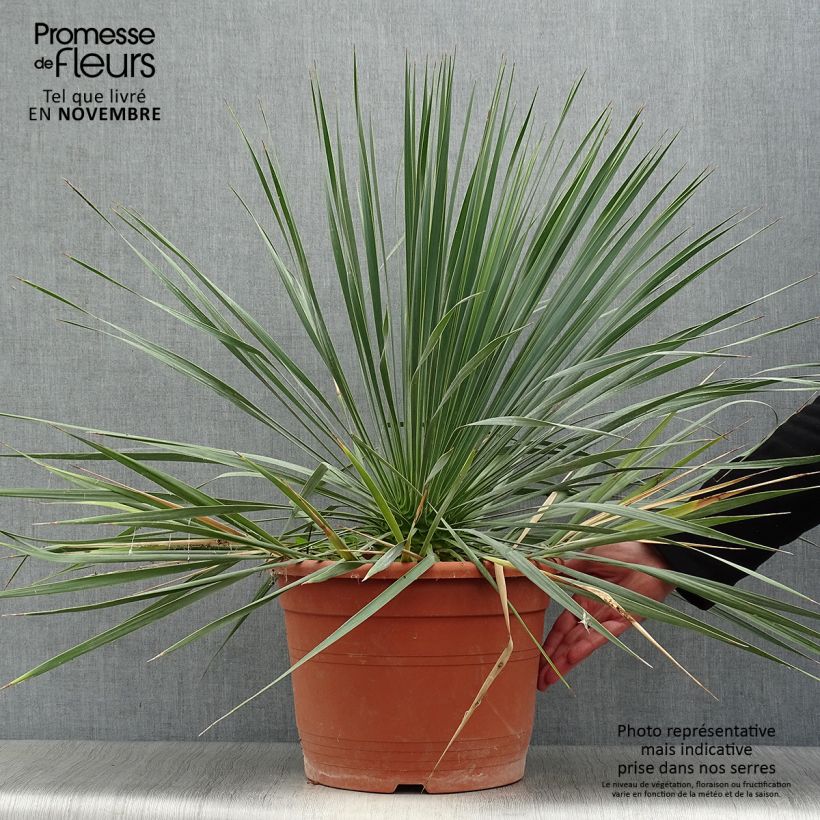 Exemplar von Yucca rostrata - Schnabel-Palmlilie Topf mit 12L/15L wie im Herbst geliefert