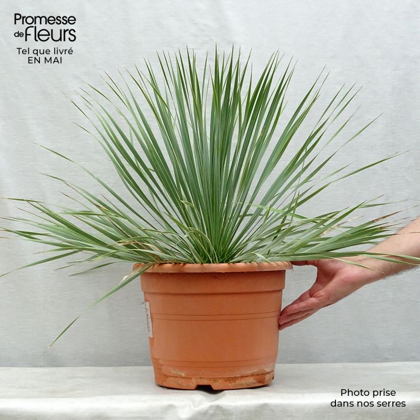 Example of Yucca rostrata - Schnabel-Palmlilie Topf mit 12L/15L as you get in printemps