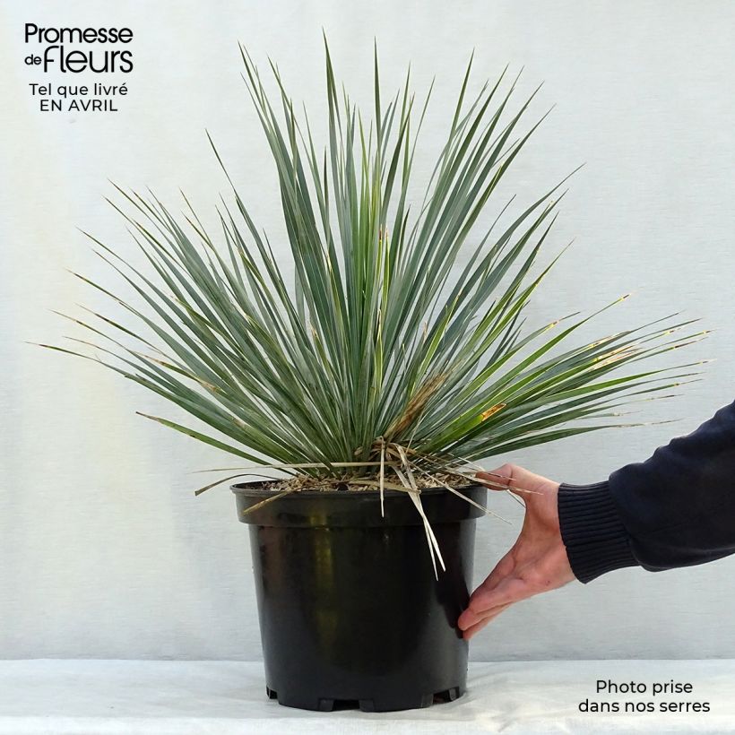 Example of Yucca rostrata - Schnabel-Palmlilie Topf mit 3L/4L as you get in printemps