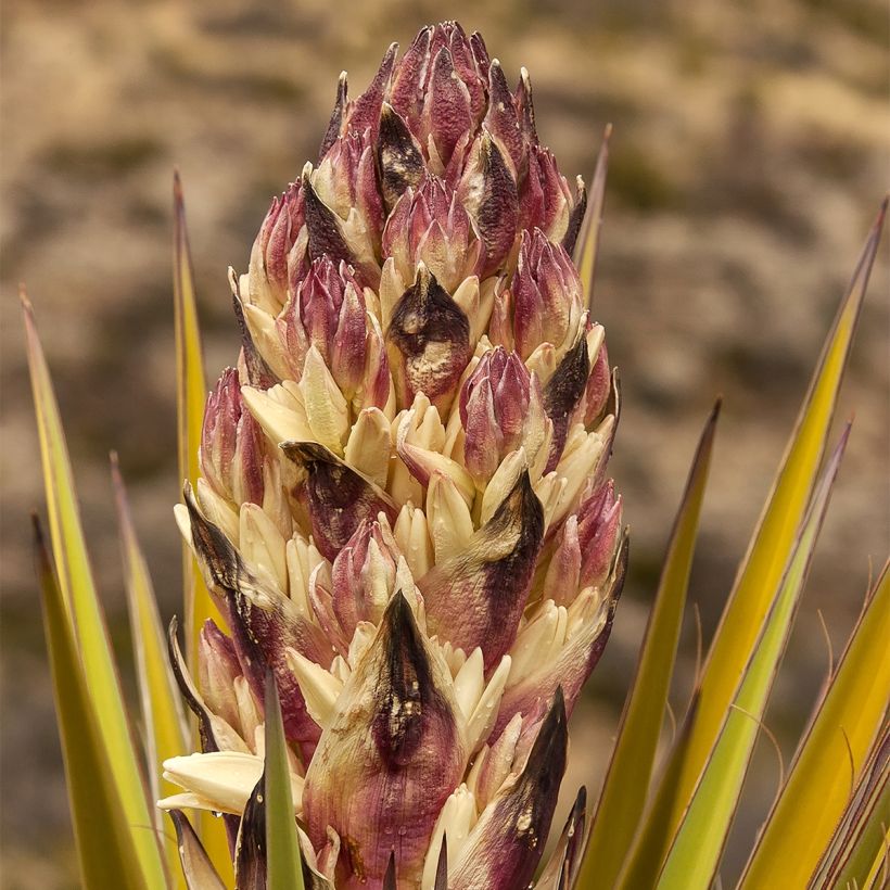 Yucca torreyi - Torrey-Palmlilie (Flowering)