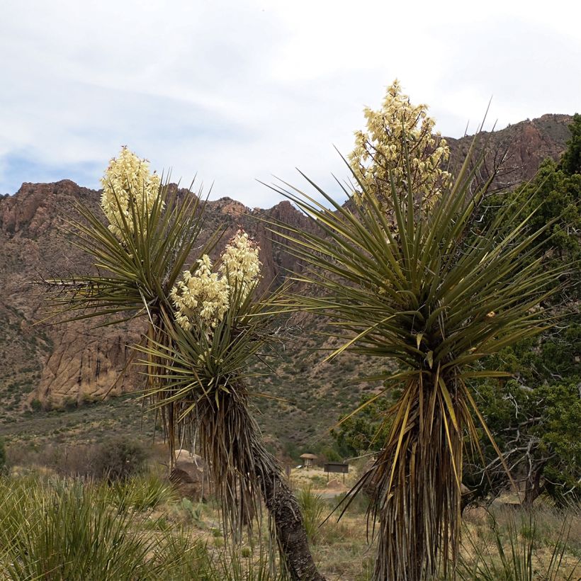 Yucca torreyi - Torrey-Palmlilie (Plant habit)