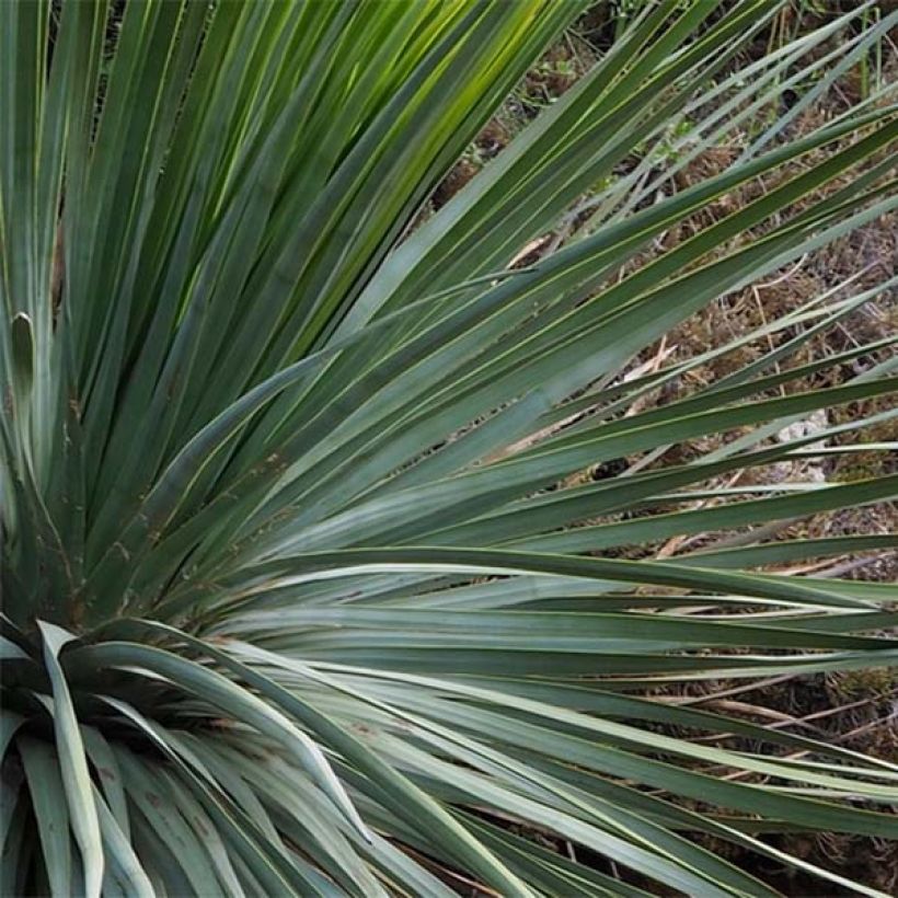 Yucca whipplei - Palmlilie (Foliage)