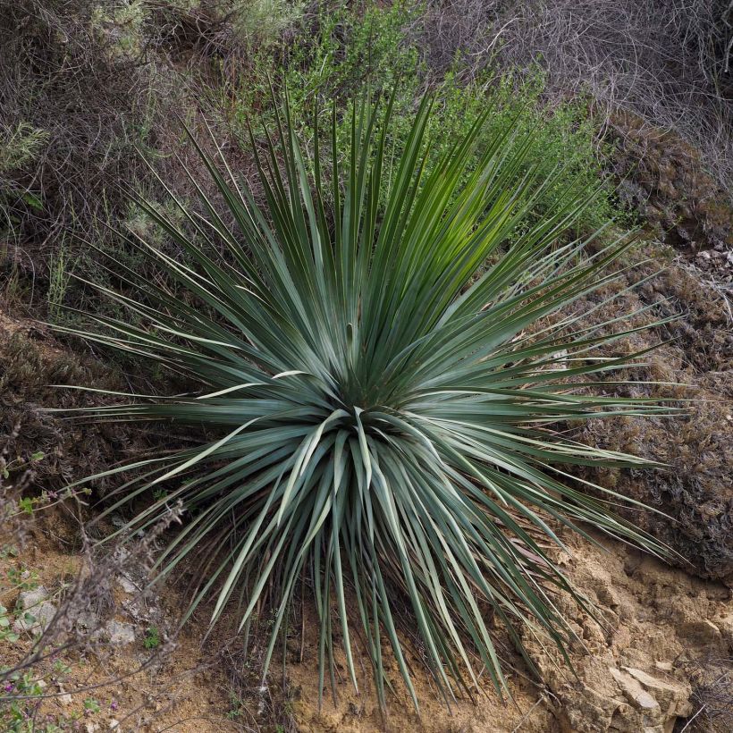 Yucca whipplei - Palmlilie (Plant habit)