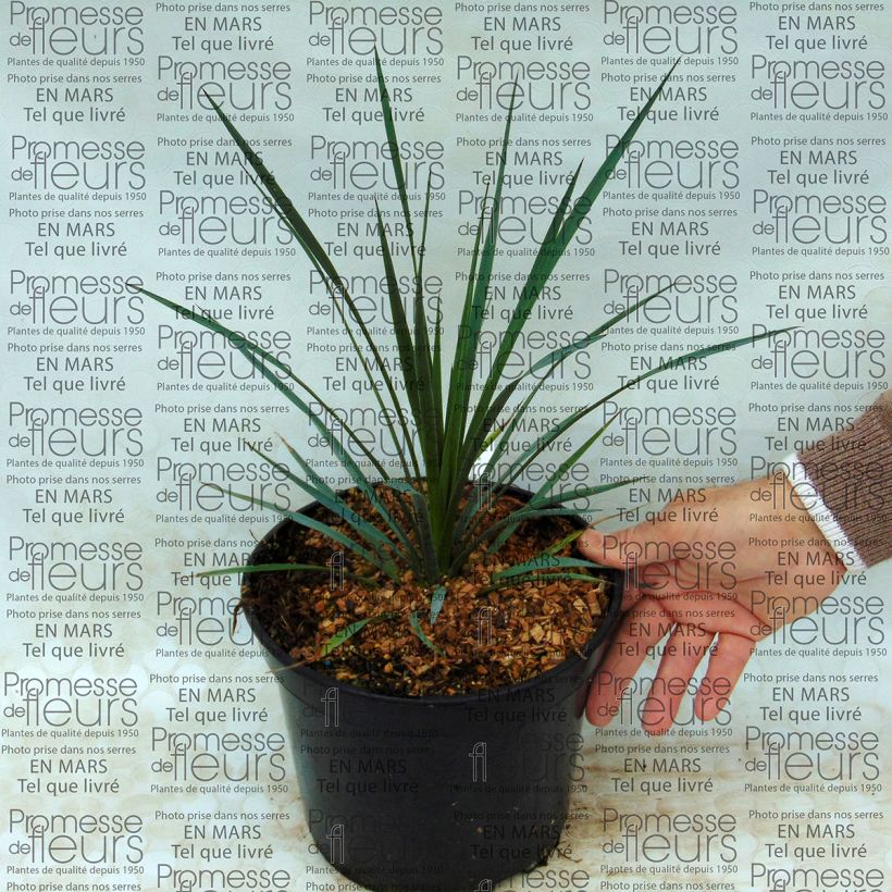 Example of Yucca whipplei - Palmlilie Topf mit 7,5L/10L as you get