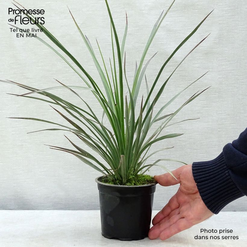 Example of Yucca whipplei - Palmlilie Topf 12 cm / 13 cm as you get in printemps