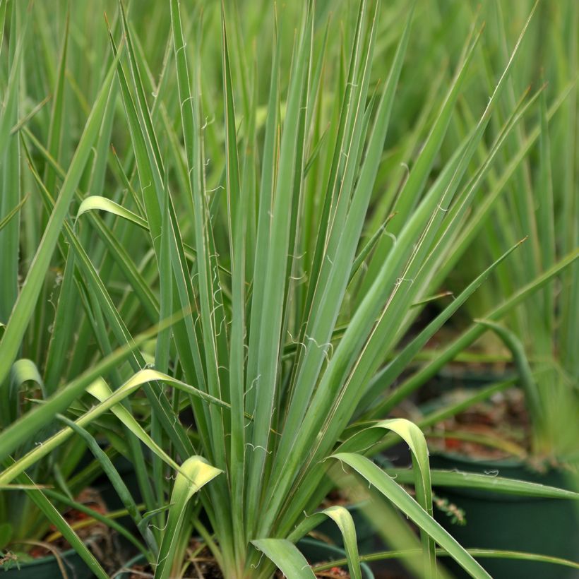 Yucca filamentosa - Fädige Palmlilie (Laub)