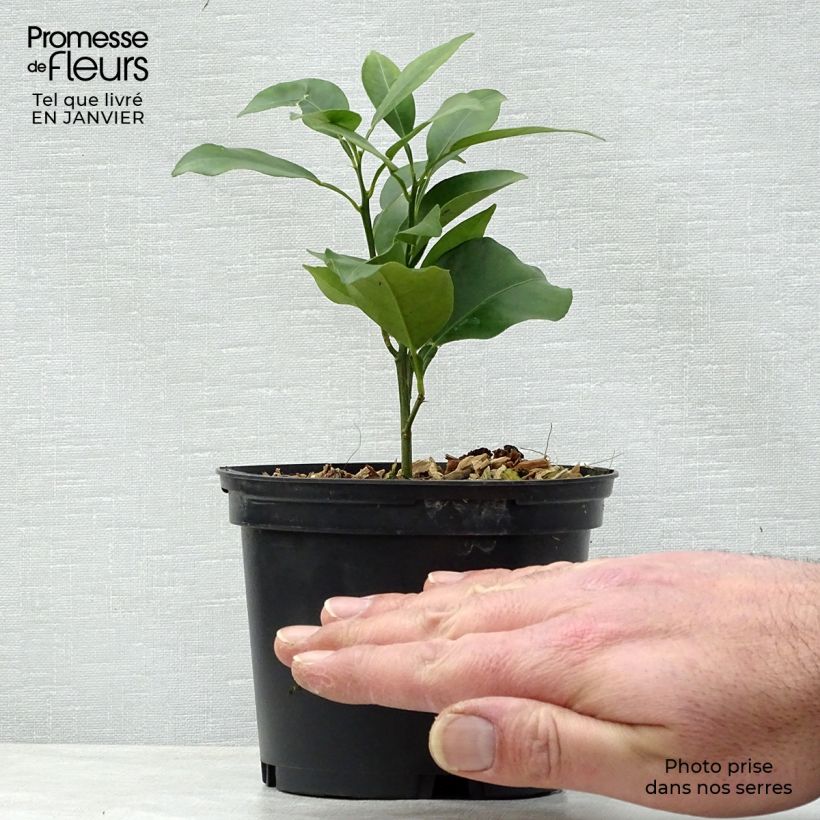 Exemplar von Yuzu - Citrus junos Topf mit 1L/1,5L, Strauch wie im Winter geliefert