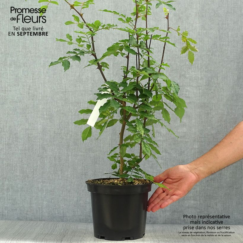 Exemplar von Zanthoxylum americanum - Poivrier américain Pot de 4L/5L wie im Herbst geliefert