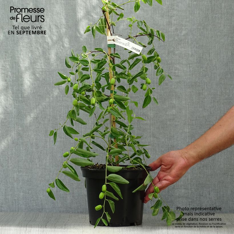 Exemplar von Ziziphus jujuba Abundance - Jujubier Pot de 3L/4L wie im Herbst geliefert