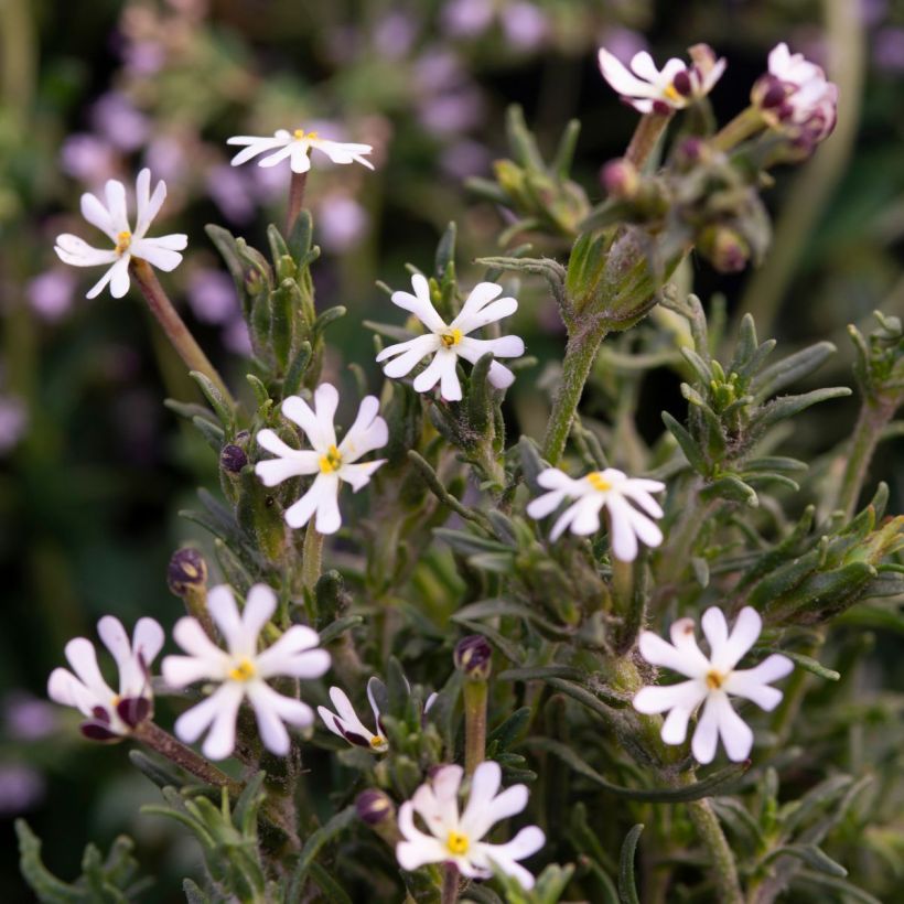 Zaluzianskya capensis (Samen) - Sternbalsam (Blüte)