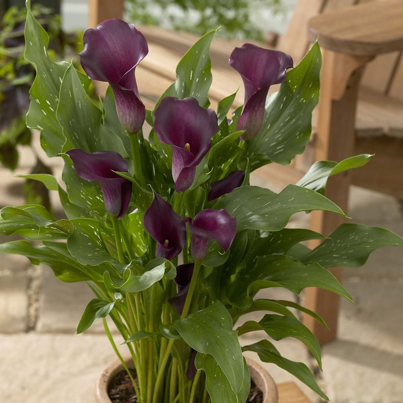 Zantedeschia Captain Reno - Calla (Wuchs)