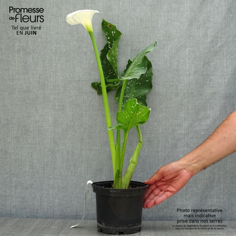 Exemplar von Zantedeschia aethiopica Himalaya - Zimmercalla Topf mit 2L/3L wie im Sommer geliefert