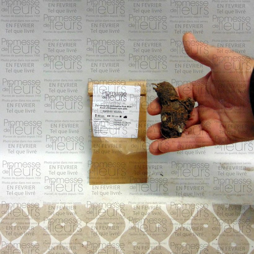 Beispiel eines Exemplars von Zantedeschia aethiopica Pink Mist - Zimmercalla Zwiebel Kaliber/Größe I wie geliefert