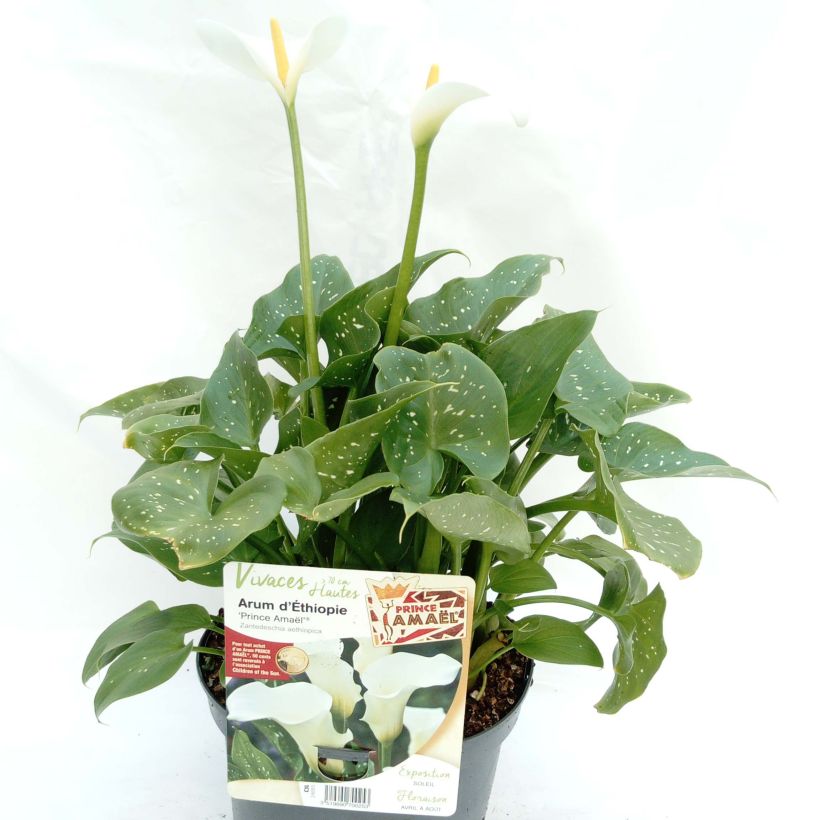 Zantedeschia aethiopica Prince Amaël - Zimmercalla (Wuchs)