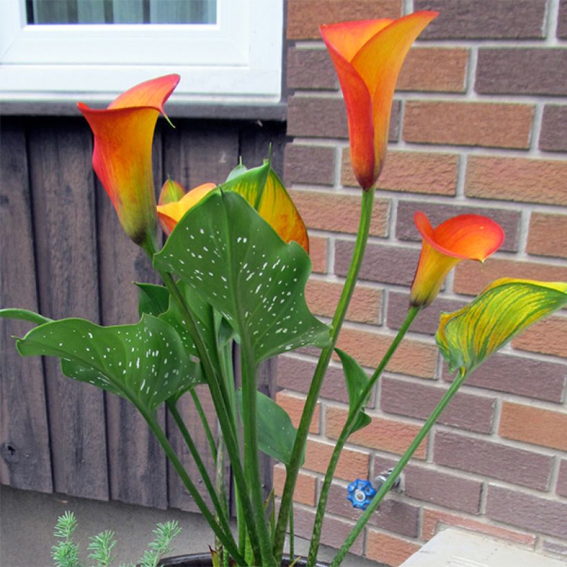 Zantedeschia Flame - Calla (Wuchs)