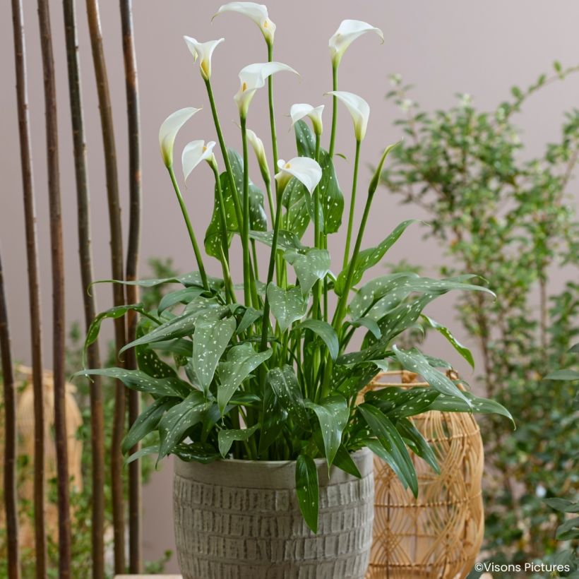 Zantedeschia aethiopica Scented Lady - Zimmercalla (Wuchs)