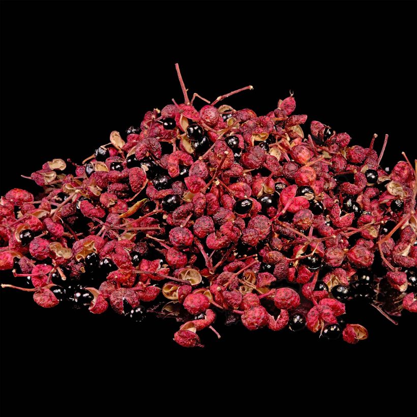 Zanthoxylum piperitum - Japanischer Pfefferstrauch (Harvest)