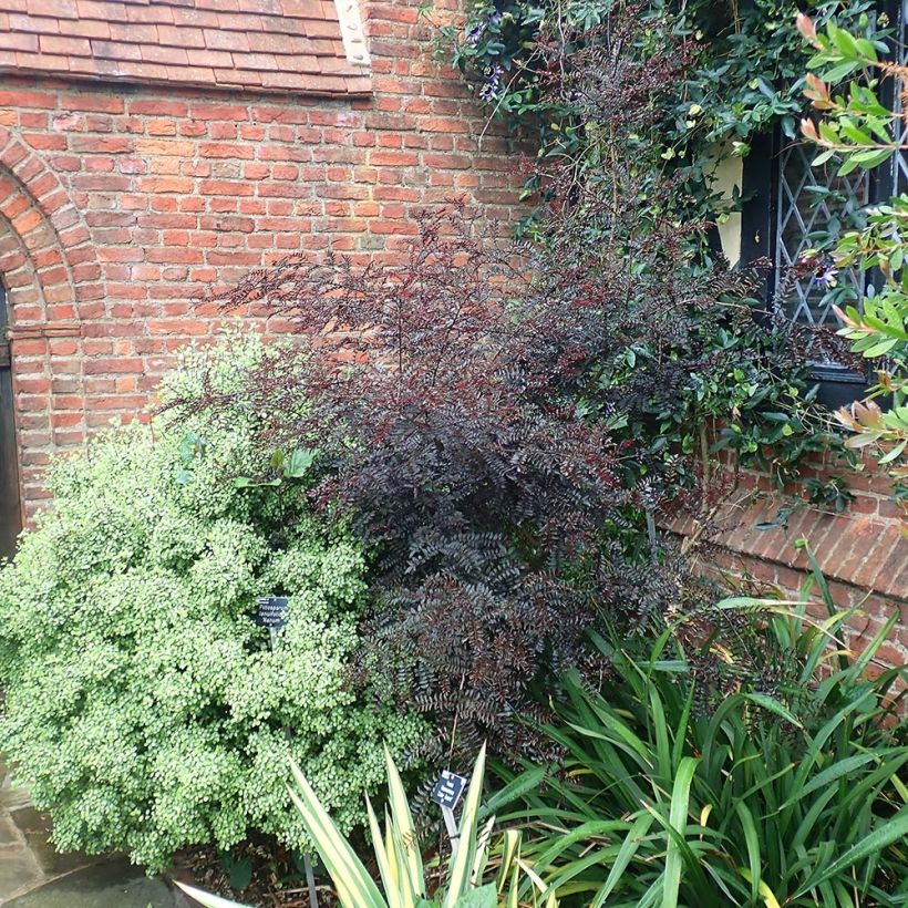 Zanthoxylum piperitum Black Magic - Japanischer Pfefferstrauch (Wuchs)