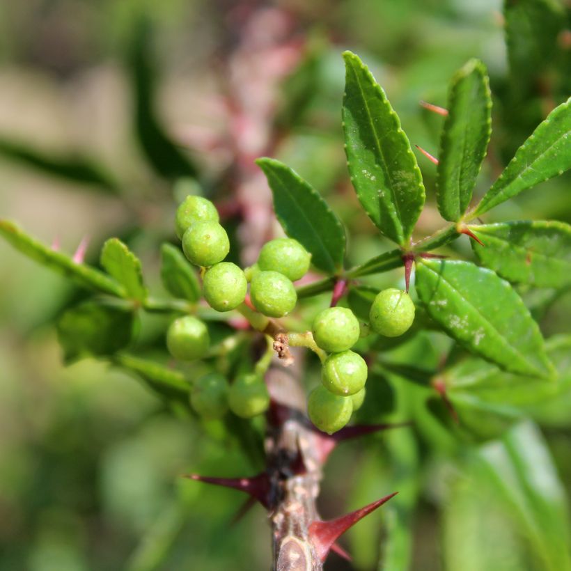 Zanthoxylum armatum - Nepalesischer Pfeffer (Laub)