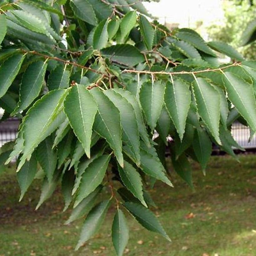 Zelkova serrata - Japanische Zelkove (Foliage)