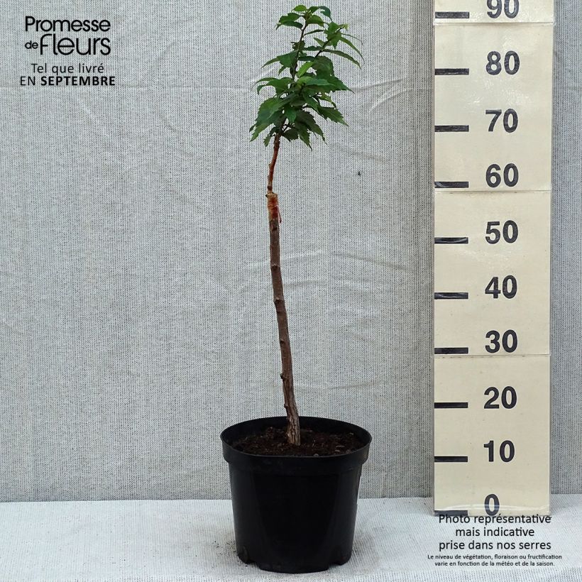 Exemplar von Zelkova serrata Goblin - Japanische Zelkove Topf mit 4L/5L wie im Sommer geliefert