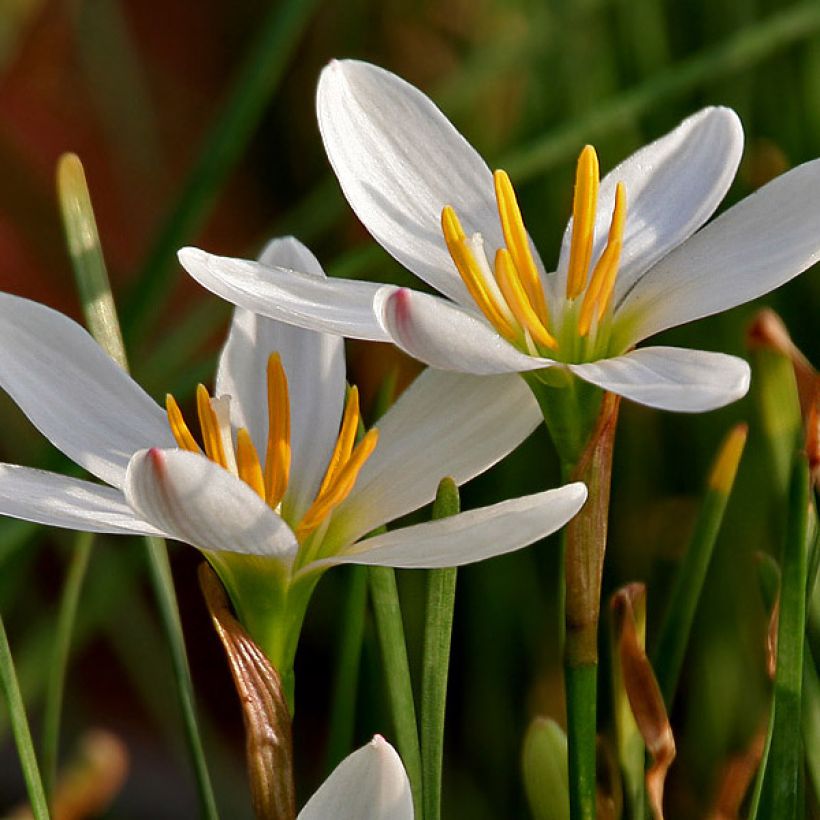 Zephyranthes candida - Zephirblume (Flowering)