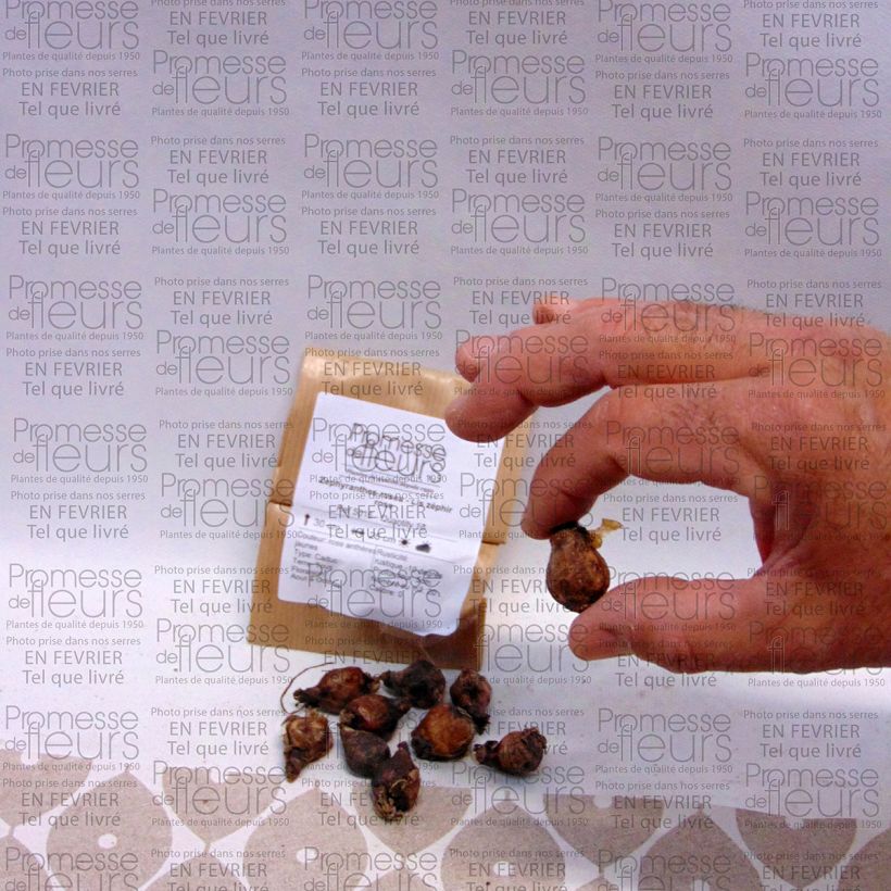 Beispiel eines Exemplars von Zephyrantes rosea - Rosa Zephyrblume Zwiebel Kaliber/Größe I wie geliefert