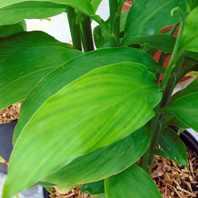 Japanischer Ingwer - Zingiber mioga (Laub)