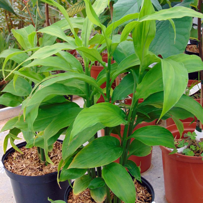 Japanischer Ingwer - Zingiber mioga (Wuchs)