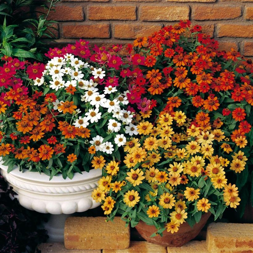 Garten-Zinnie Profusion Double Mix (Plant habit)