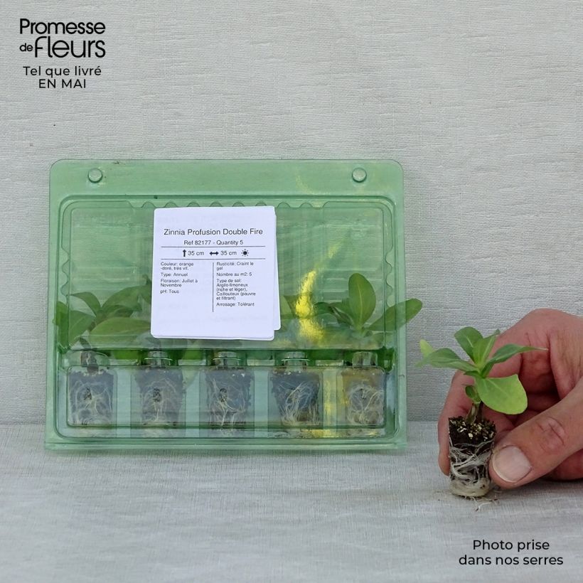 Exemplar von Garten-Zinnie zahara Double Fire Mini-Plug Ø 1,5/2,5 cm wie im Frühjahr geliefert