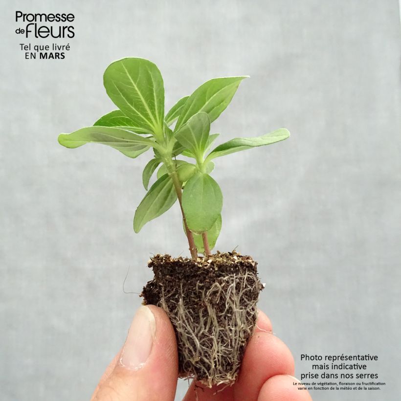 Example of Garten-Zinnie Profusion Hot Cherry Jardi-Plug: Wurzelballen 3,8 cm x 3,2 cm in Anzuchtplatte à 15 Stück. as you get in printemps