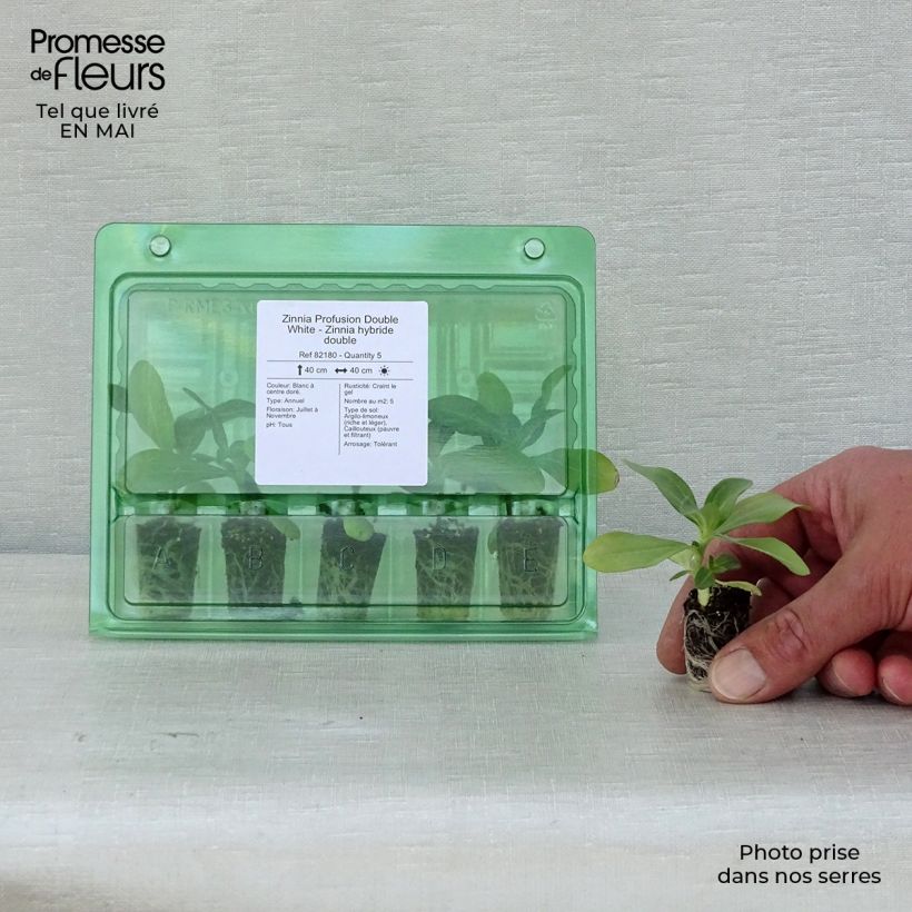 Example of Garten-Zinnie Zahara Double White Mini-Plug Ø 1,5/2,5 cm as you get in printemps