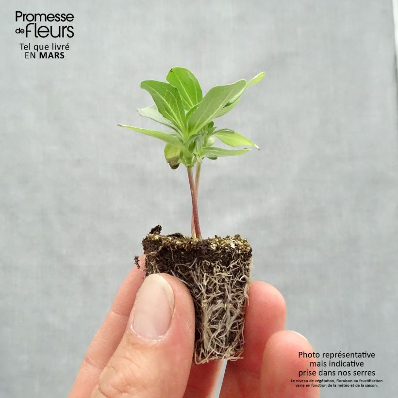 Example of Garten-Zinnie Profusion Double Mix Jardi-Plug: Wurzelballen 3,8 cm x 3,2 cm in Anzuchtplatte à 15 Stück. as you get in printemps