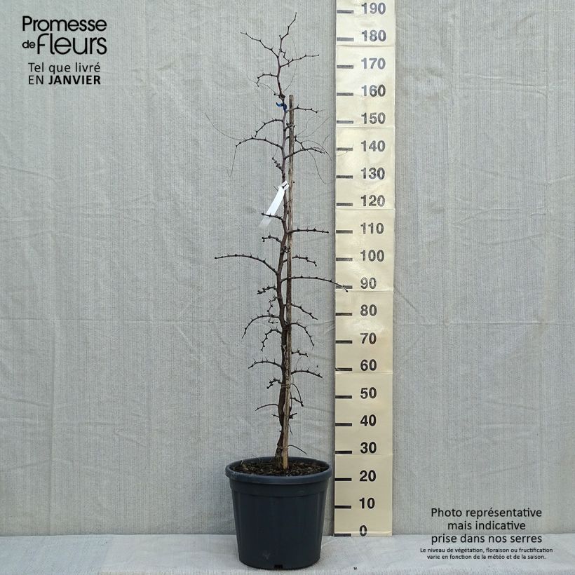 Exemplar von Ziziphus jujuba - Jujubier commun Pot de 12L/15L wie im Winter geliefert