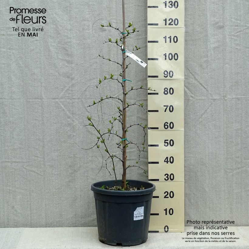 Example of Chinesische Jujube - Ziziphus jujuba Topf mit 12L/15L as you get in printemps