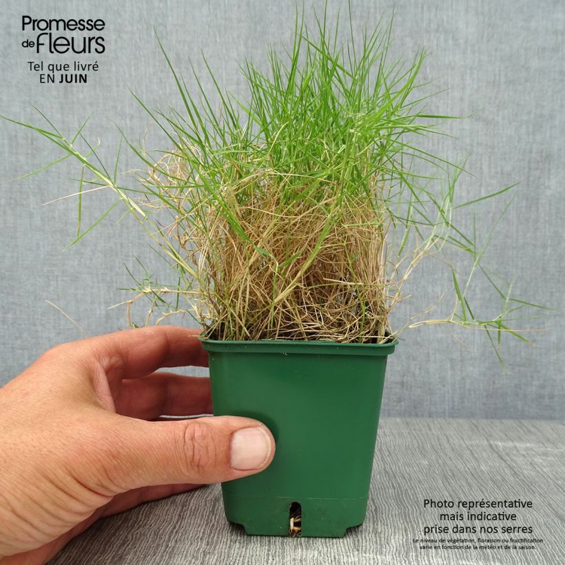 Exemplar von Zoysia tenuifolia Kleine Töpfe von 8/9 cm wie im Sommer geliefert