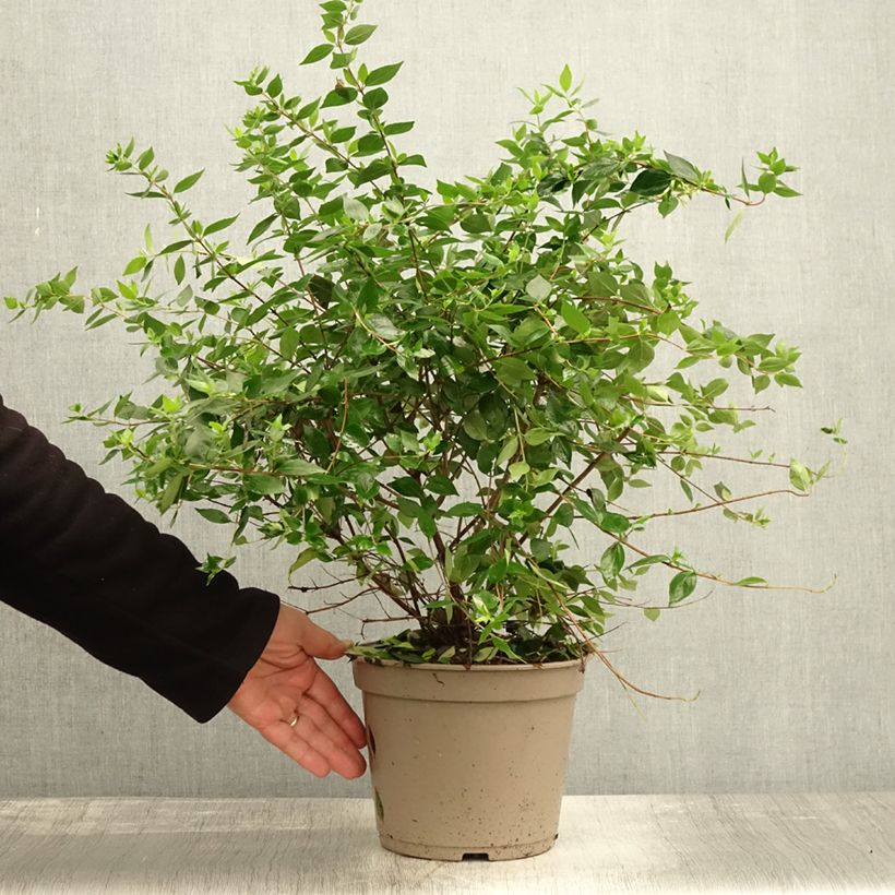 Exemplar von Abelia chinensis Autumn Festival - Abélia de Chine Pot de 4L/5L wie im Herbst geliefert