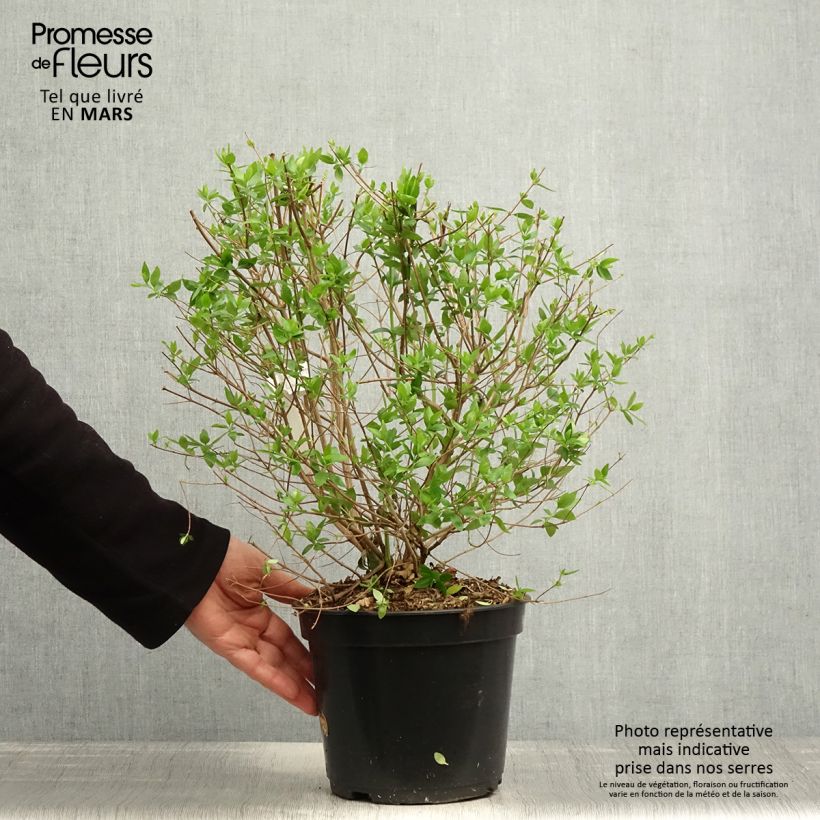 Example of Abelia chinensis Autumn Festival - Abelie Topf mit 4L/5L as you get in printemps