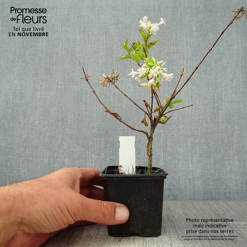 Exemplar von Abelia chinensis White Surprise - Abélia de Chine Godet de 8/9 cm wie im Herbst geliefert