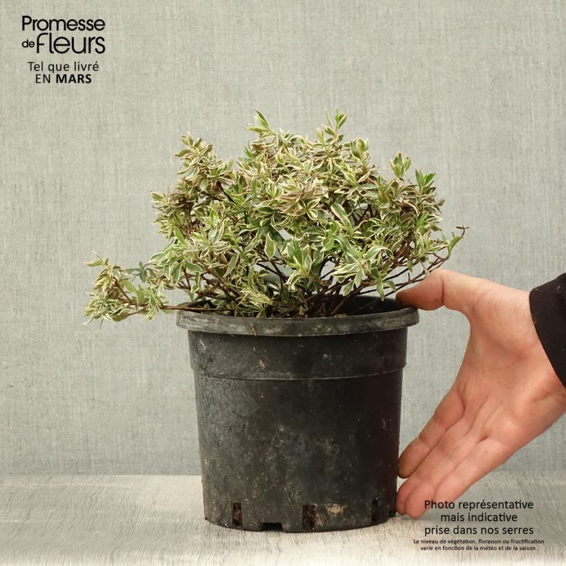 Example of Abelia grandiflora Confetti Topf mit 1,5L/2L as you get in printemps